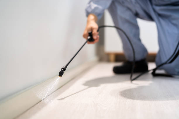 Certified termite inspector examining foundation in Cairo